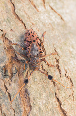 brown bug