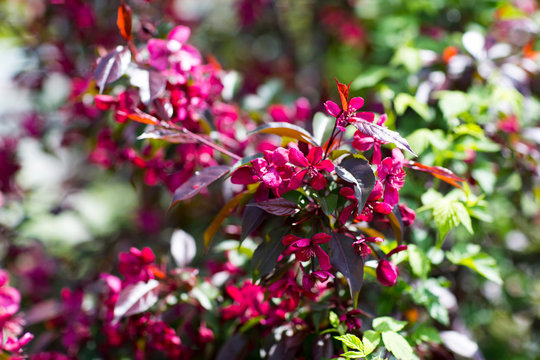 Small Pink Azalea Flower
