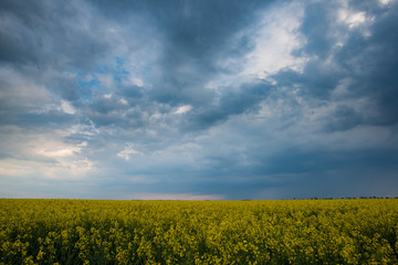 Obraz premium Dramatic sky over rapeseed field. Agricultural landscape. Yellow rapeseed flower and stormy weather clouds.