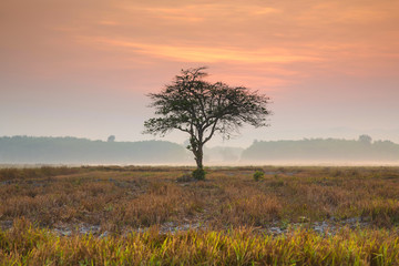 Sunrise through an oak tree on field