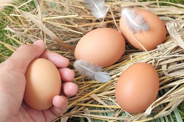 Fresh eggs