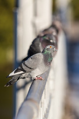 Fototapeta premium Curious pigeon in the foreground