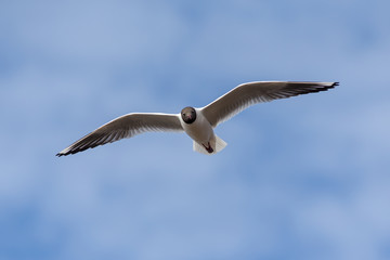 portrait of a seagull