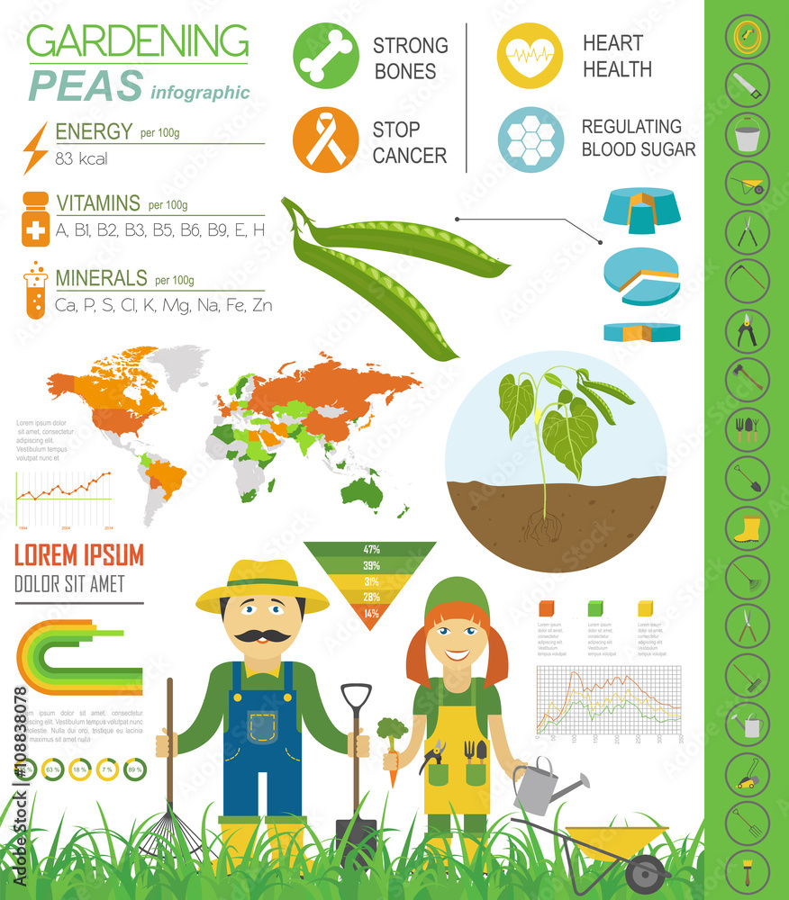 Wall mural Gardening work, farming infographic. Peas. Graphic template.