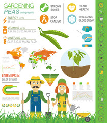 Gardening work, farming infographic. Peas. Graphic template.