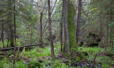 Springtime wetland stand