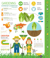 Gardening work, farming infographic. Chinese cabbage. Graphic te