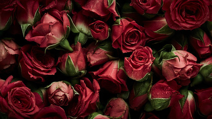 Roses background with drops of water
