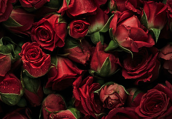 Naklejka premium Background of roses with drops of water