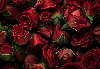 Photo sur Aluminium Roses Fond de roses avec des gouttes d& 39 eau