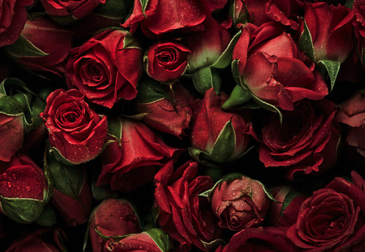 Background of roses with drops of water