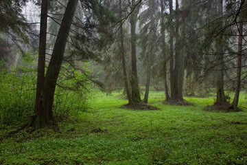 Riparian stand in springtime