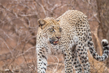 Leopard walking towards the camera in the Kruger National Park.