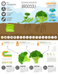 Gardening work, farming infographic. Broccoli. Graphic template.