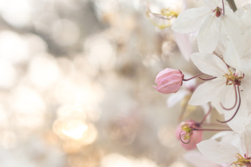Fototapeta premium Pink Cassia Bakeriana