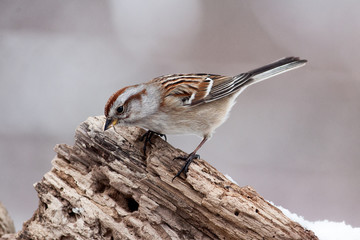 Song Sparrow Bird Perched on Rotted Tree Trunk