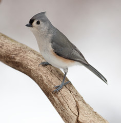 Tufted Titmouse on a Natural Rotted Wood Perch