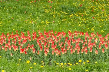 Тюльпаны в саду.