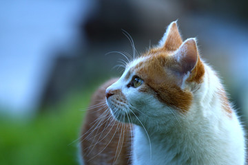 Katze beim Spielen
