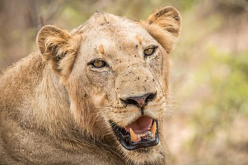 Obraz premium Lion starring in the Kruger National Park.