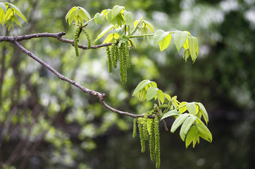 Fototapeta premium the new leaves on the sprig in the spring