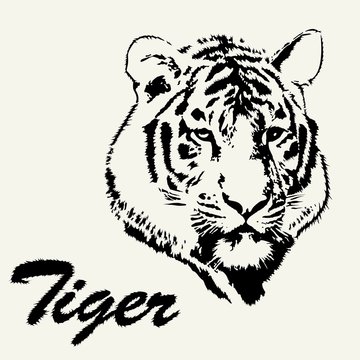 Tiger head hand drawn. Tiger sketch isolated background. Stylized haired inscription Tiger.