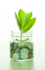 Obraz premium Small plant growth from glass jar,money saving concept