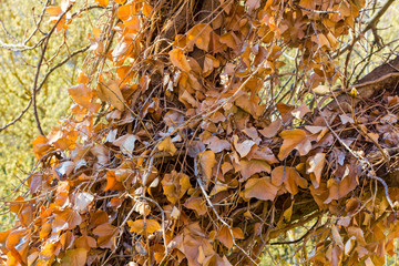 Dried leaves of Creeper in the trunk of a tree