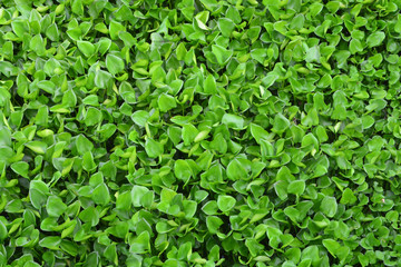 water hyacinth
