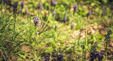 Красивая лесная бабочка и дикий гиацинт