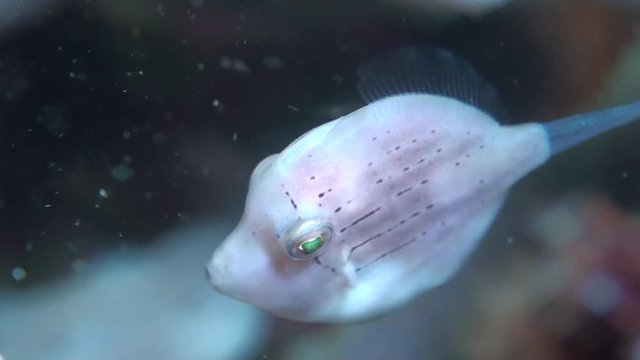 Green filefish