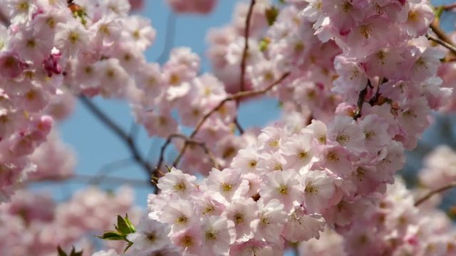 Kirschbluete rosa vid 04