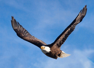 Obraz premium Aquila testa bianca in volo
