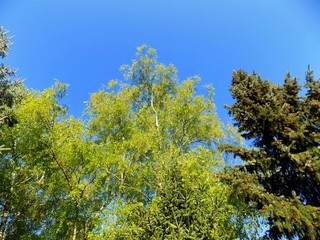 Birch and spruce trees