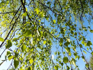 Birch tree