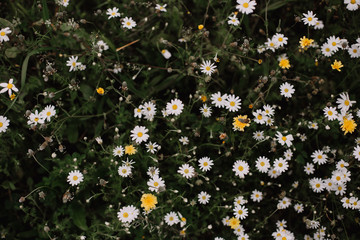 Close-up of a daisy in the grass