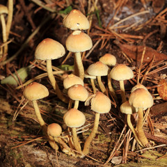 Toadstools growing out of a log, Dorset, England, UK.