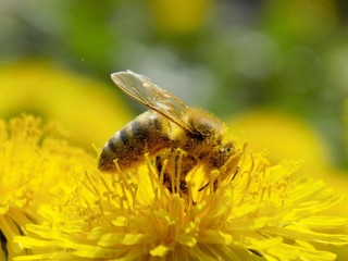 Bee pollinating dandelion on meadow in spring