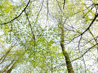 Deciduous forest