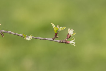 junger Apfelbaum Trieb vor zartem grünen Hintergrund im Frühling