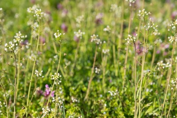 Capsella bursa-pastoris (shepherd's purse) in garden. Natural background