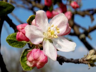 Blooming apple tree in garden in spring