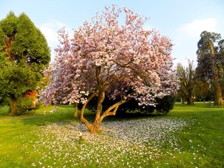 Flowering magnolia tree in spring