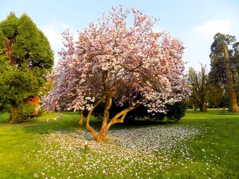 Flowering magnolia tree in spring