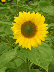 Obraz premium Sonnenblume