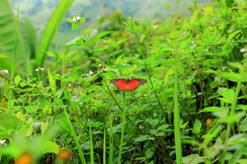 Danaidae, monarch butterfly with flower at park ,garden ,forest