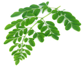 Medicinal moringa leaves