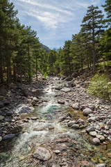 Asco river in Corsica with pine trees and snow covered mountain
