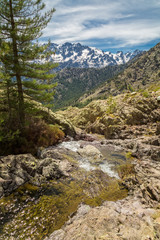 Fototapeta na wymiar Small mountain stream in Corsica and Asco mountains