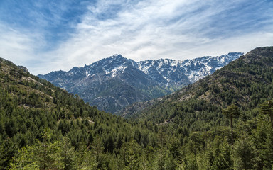 Fototapeta na wymiar Snow capped mountain and pine forest in Corsica